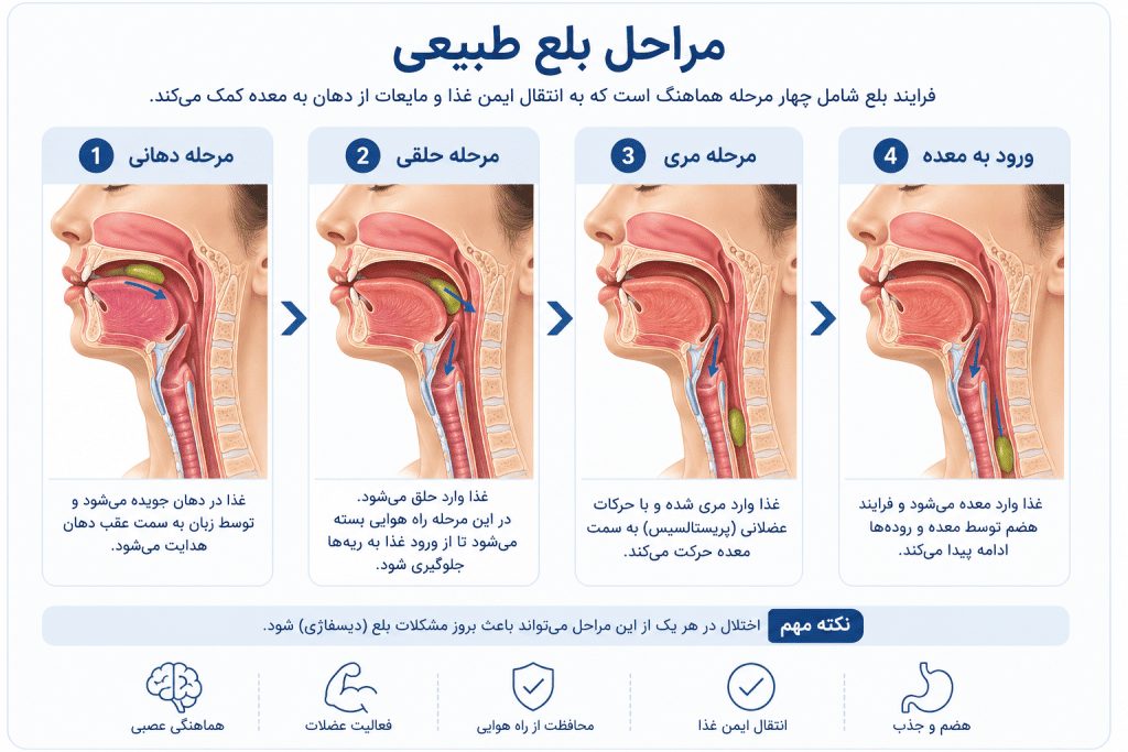 مراحل بلع طبیعی